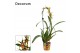 Cambria mix cascade 1 tak Mystic Maze (Decorum) 