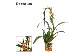 Cambria mix cascade 1 tak Mystic Maze (Decorum)