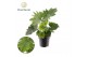 Philodendron Philodendron selloum Hope 1 pp 