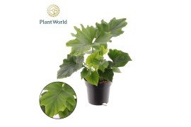 Philodendron Philodendron selloum Hope 1 pp