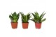 Sansevieria trifasciata hahnii Mix 