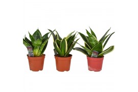 Sansevieria trifasciata hahnii Mix