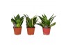 Sansevieria trifasciata hahnii Mix