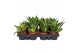 Sansevieria trifasciata hahnii Mix 