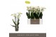 Phalaenopsis multiflora wit Optimost - Helios - 4 tak 