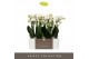 Phalaenopsis multiflora wit Optimost - Helios - 4 tak 