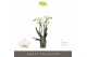 Phalaenopsis multiflora wit Optimost - Helios - 4 tak 