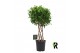 Ficus microcarpa moclame gevlochten cilinder 