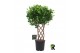 Ficus microcarpa moclame gevlochten mat 