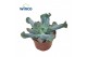 Echeveria libra Culebra 