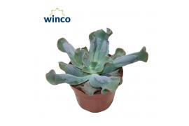 Echeveria libra Culebra