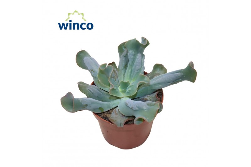 Echeveria libra Culebra 