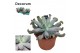 Echeveria libra Culebra 