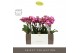 Phalaenopsis multiflora roze Exclusivo - Bing - 3 tak - Molise Lilac A 