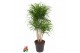 Dracaena reflexa anita vertakt 