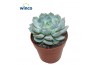 Echeveria Derenbergii Blue