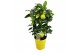 Citrus limon 