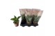 Kalanchoe daigremontiana in desert sierhoes 