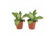 Kalanchoe daigremontiana 