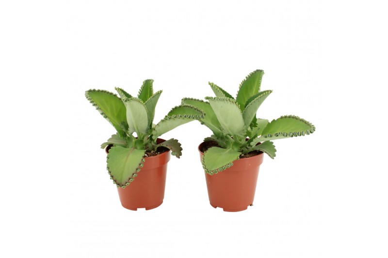 Kalanchoe daigremontiana 