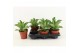 Kalanchoe daigremontiana 