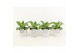 Kalanchoe daigremontiana in star pot 