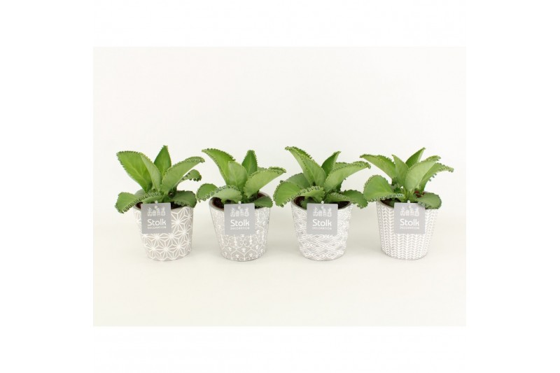 Kalanchoe daigremontiana in star pot 