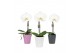 Phalaenopsis wit One P9 White 1 spike in Donna Mix 1 bl. 1 tak/plnt 