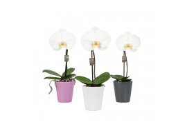 Phalaenopsis wit One P9 White 1 spike in Donna Mix 1 bl. 1 tak/plnt