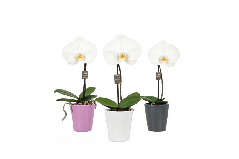 Phalaenopsis wit One P9 White 1 spike in Donna Mix 1 bl. 1 tak/plnt Phalaenopsis wit One P9 White 1 spike in Donna Mix 1 bl. 1 tak/plnt