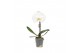 Phalaenopsis wit One P9 White 1 spike 1 bl. 1 tak/plnt 350 gram 