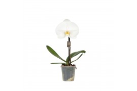 Phalaenopsis wit One P9 White 1 spike 1 bl. 1 tak/plnt 350 gram