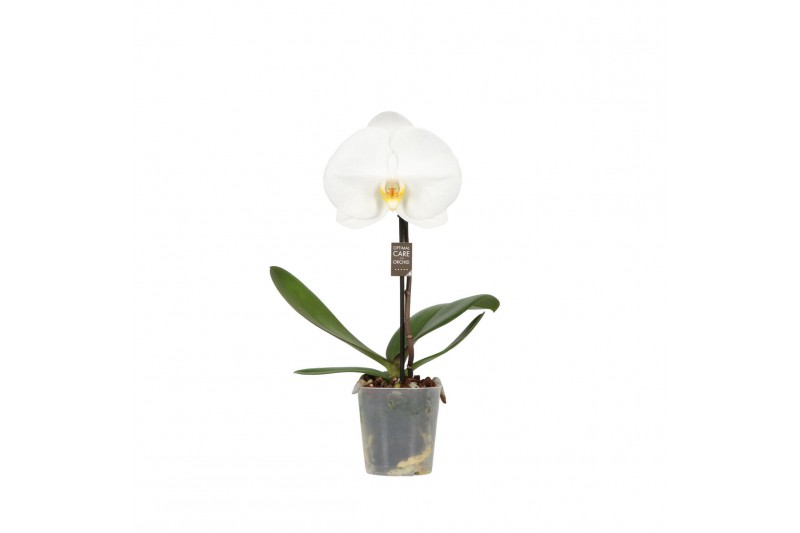 Phalaenopsis wit One P9 Wit 1 spike 1 bl. 1 tak/plnt 350 gram Phalaenopsis wit One P9 Wit 1 spike 1 bl. 1 tak/plnt 350 gram