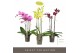 Phalaenopsis mix Optistar Mix 3 spike 60 cm 18 bl. 3 tak/plnt 