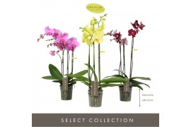 Phalaenopsis mix Optistar Mix 3 spike 60 cm 18 bl. 3 tak/plnt