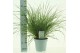 Pennisetum alopecuroides little hameln 