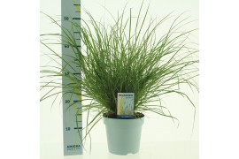 Pennisetum alopecuroides little hameln