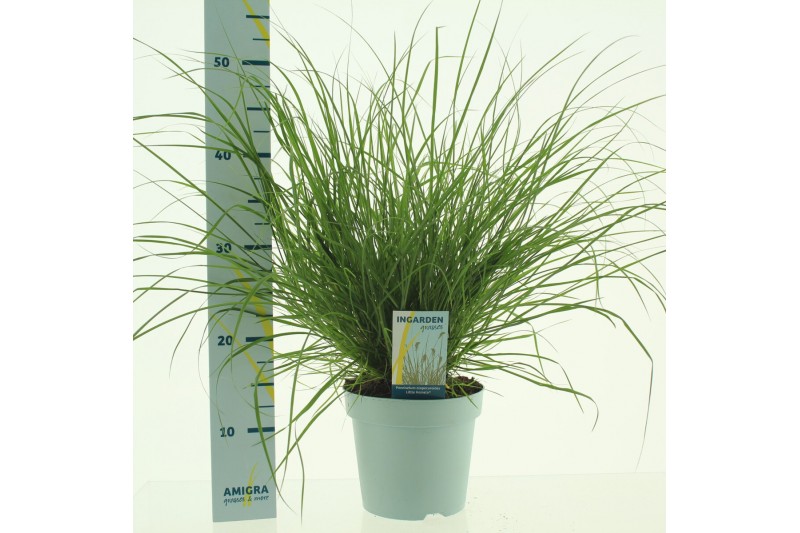 Pennisetum alopecuroides little hameln Pennisetum alopecuroides little hameln