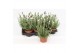 Lavandula little bee blue stoechas Lavandula Stoechas White 