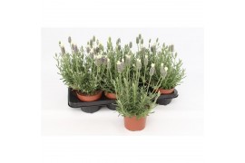 Lavandula little bee blue stoechas Lavandula Stoechas White