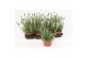 Lavandula little bee blue stoechas Lavandula Stoechas White 