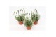 Lavandula little bee blue stoechas Lavandula Stoechas White 