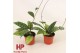 Hoya Hoya callistophylla Black Cat P9 10 - 14  cm 3 pp 