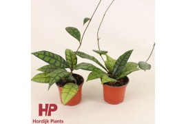 Hoya Hoya callistophylla Black Cat P9 10 - 14  cm 3 pp