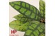 Hoya Hoya callistophylla Black Cat P9 10 - 14  cm 3 pp 