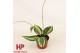 Hoya Hoya Latifolia Pot of Gold P9 10 - 14  cm 1 pp 