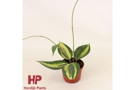 Hoya Hoya Latifolia Pot of Gold P9 10 - 14  cm 1 pp