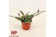 Hoya carnosa floraganza flamingo dream Hoya carnosa Flamingo Dream P9  