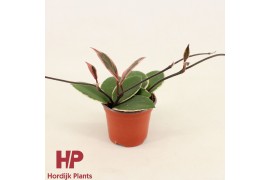 Hoya carnosa floraganza flamingo dream Hoya carnosa Flamingo Dream P9 