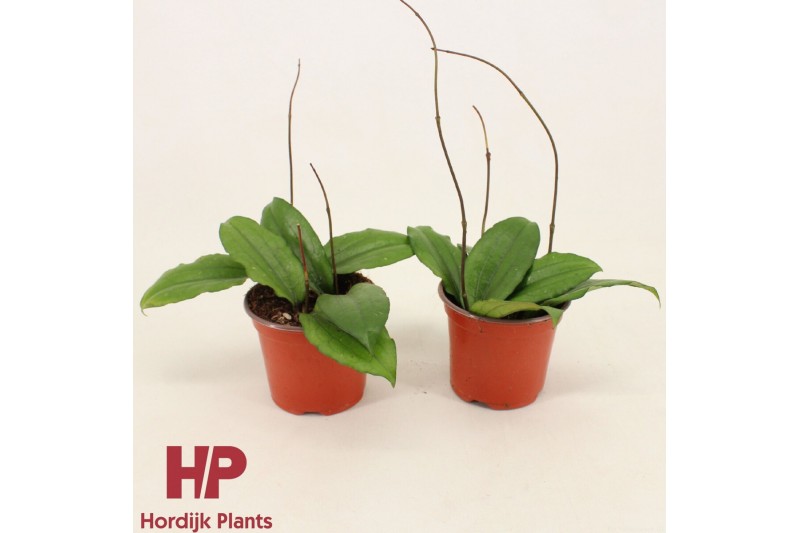 Hoya Hoya erythrina P9 10 - 14  cm 3 pp 